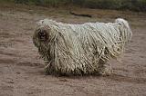 KOMONDOR 095